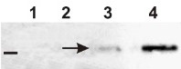 Ramy 3D | Alpha-amylase isozyme 3D in the group Antibodies Plant/Algal / Carbohydrates at Agrisera AB (Antibodies for research) (AS10 716)